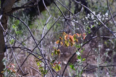 DSC_2032 (Large).JPG